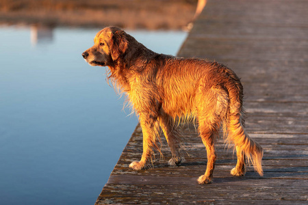 湿金色猎犬站在木桥上的水在日落光