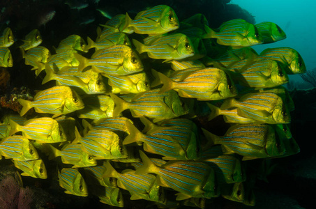 Panamic porkfish Anisotremus taeniatus, 五颜六色的黄鱼在学校, baitball 或