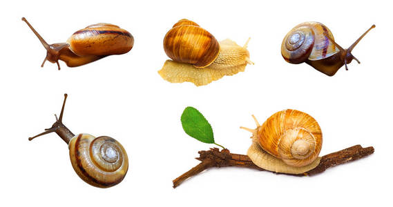 白色的蜗牛软体动物集图片