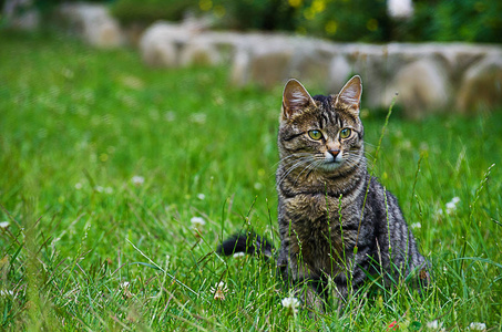 猫在绿草上的清新空气中漫步