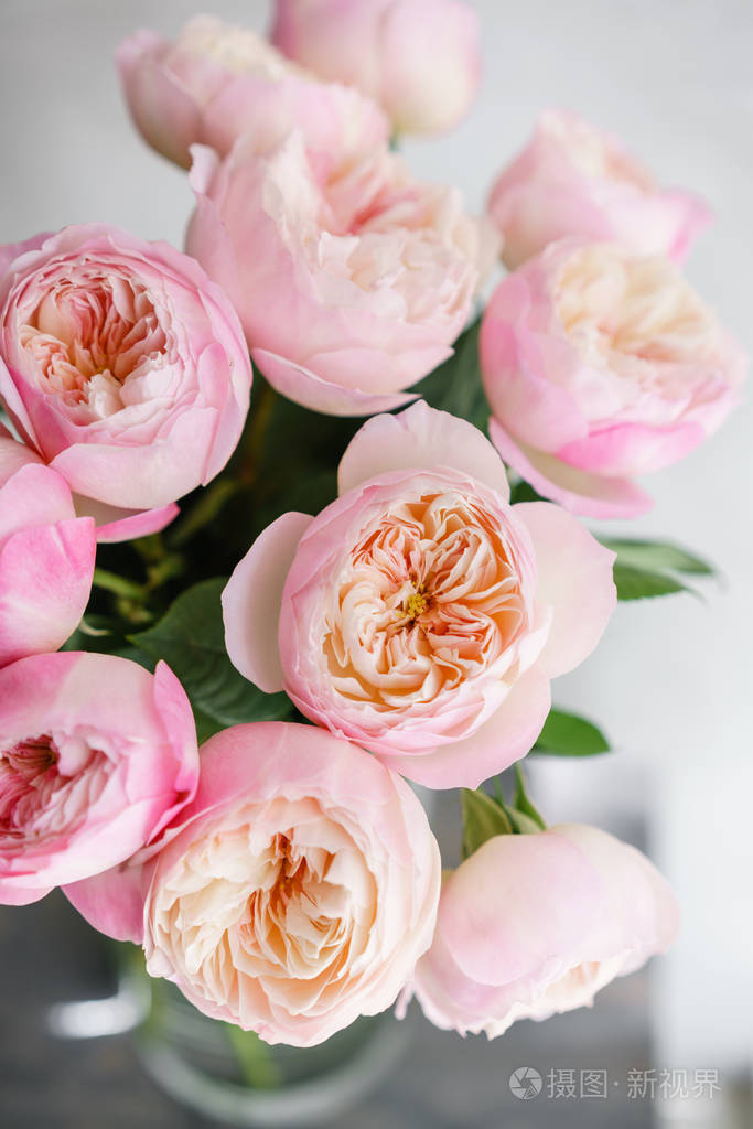 英国花园牡丹玫瑰, 大卫奥斯汀.多色粉红色花芽, 花卉背景照片.