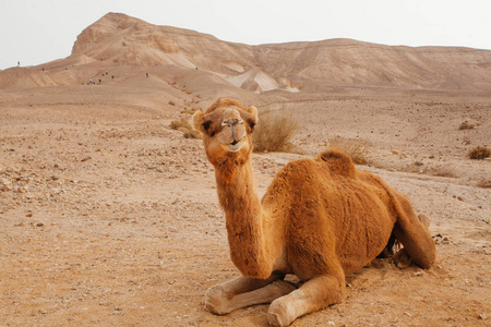 以色列沙漠中的骆驼, 南南