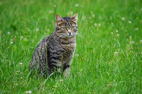 猫在绿草上的清新空气中漫步图片