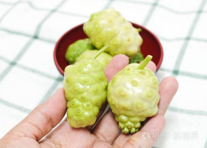 蔬菜和草药手捧新鲜诺丽戟citrifolia大戟印度桑沙滩桑或奶酪水果与