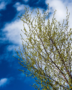 郁郁葱葱的早春树叶充满活力的绿色 sp 图像横向