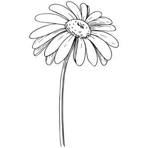 洋甘菊纹理图片-洋甘菊纹理素材-洋甘菊纹理插画-摄图新视界