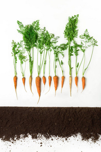 胡萝卜。植物和地面隔离在白色背景上