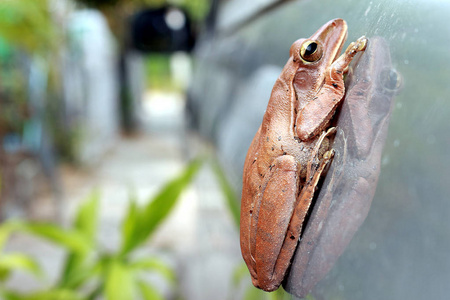 棕色青蛙在汽车的边