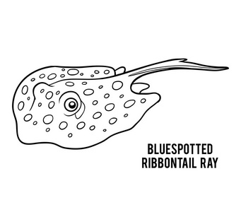 螈 ribbontail 射线着色书