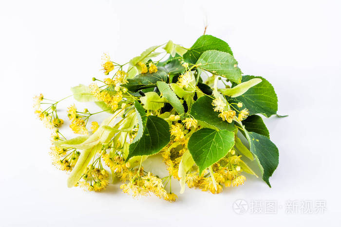 新鲜的菩提树花白色背景上孤立照片 正版商用图片0ovxim 摄图新视界
