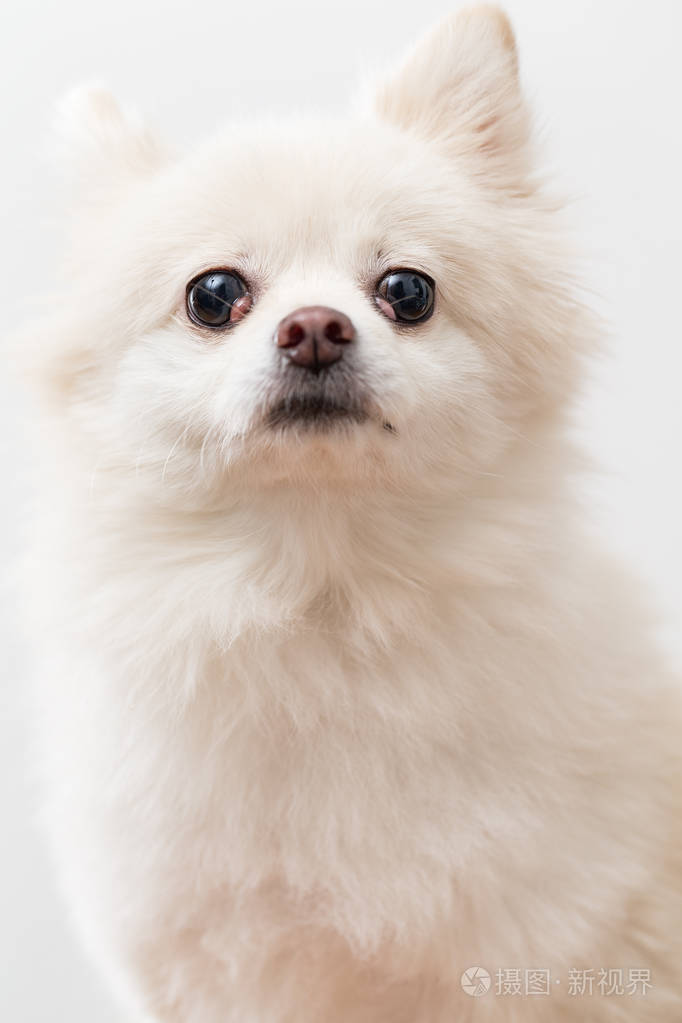 可爱的白色博美犬狗