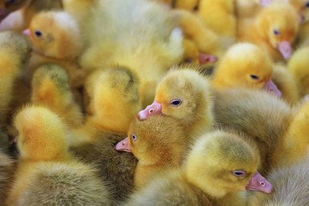 丹麦 lehart 可爱鹅品种照片