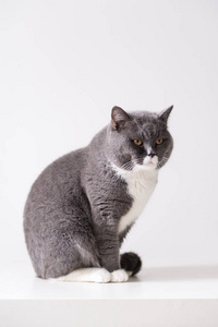 灰色的英国猫