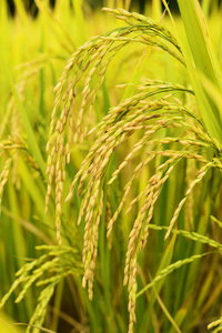 成熟的稻田水稻