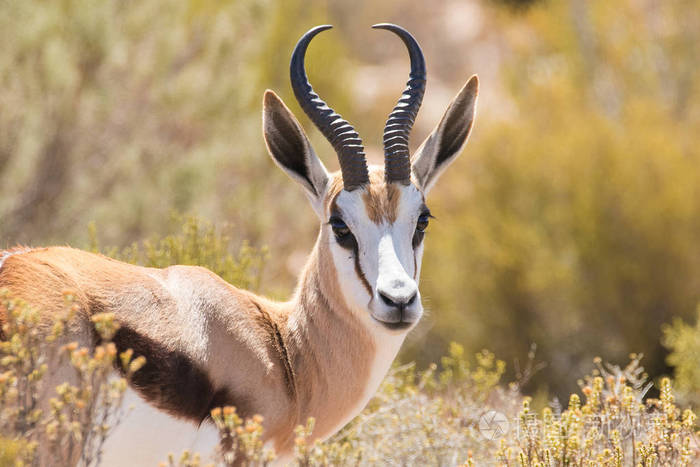 关闭了跳羚的肖像照片-正版商用图片0ow1p9-摄图新视界