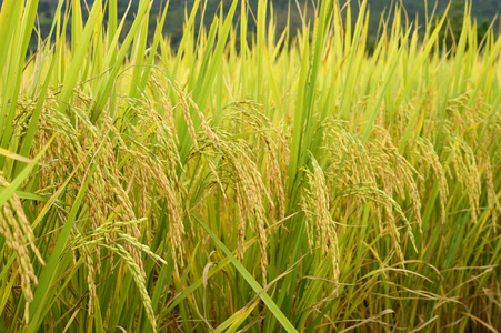 成熟的稻田水稻照片