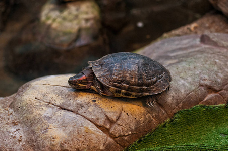 小海龟睡觉