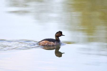 黑颈鹤鷉，podiceps nigricollis