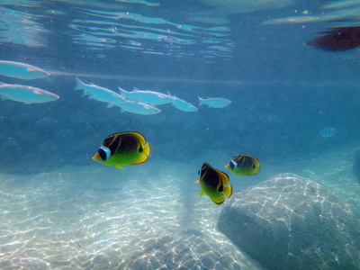 天狗图片 天狗素材 天狗插画 摄图新视界