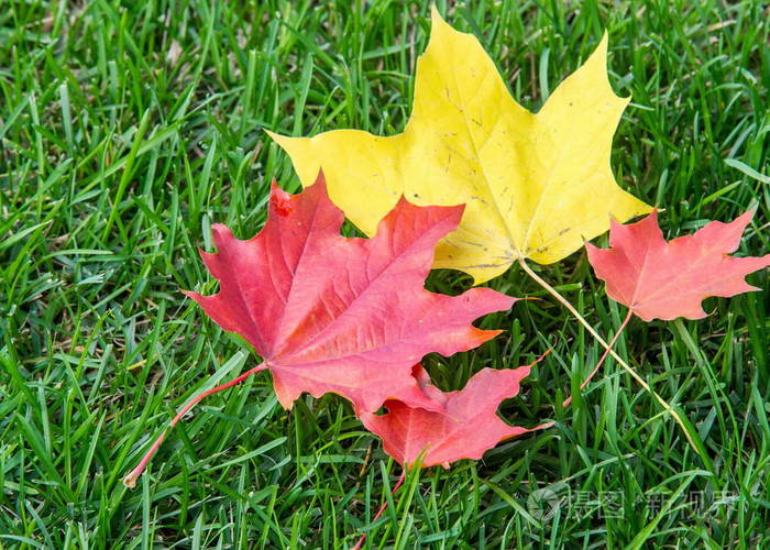 秋天的枫叶在绿色的草坪上.一棵树带比较宽,在大多数