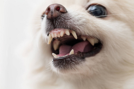 博美犬狗显示牙齿照片