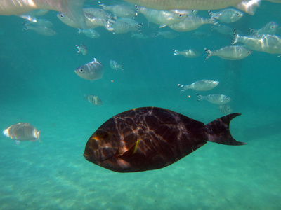 天狗图片 天狗素材 天狗插画 摄图新视界