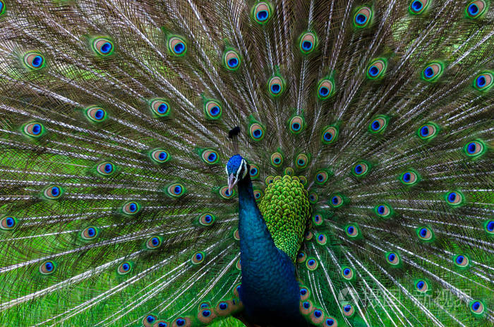 孔雀孔雀美丽的尾巴显示图案绿色斑点