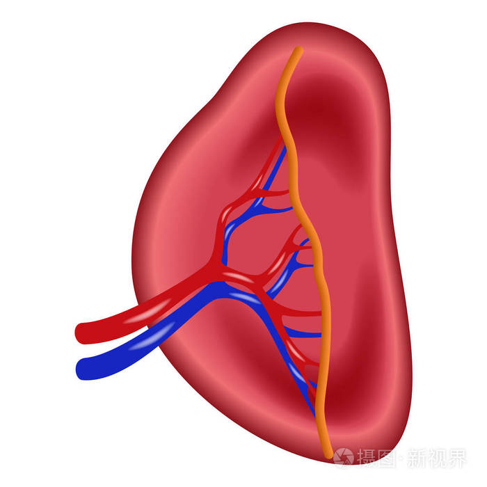 人体脾脏的结构图标, 逼真的风格插画-正版商用图片0ow5rr-摄图新视界