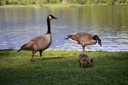 在阳光明媚的日子里鹅的家庭。在一英里的湖, 彭伯顿, 不列颠哥伦比亚省, 加拿大