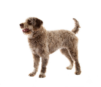 Lagotto romagnolo 狗, 纯净的品种在白色背景下被隔绝