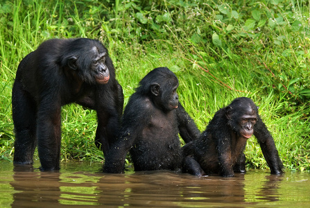 三倭黑猩猩猴子