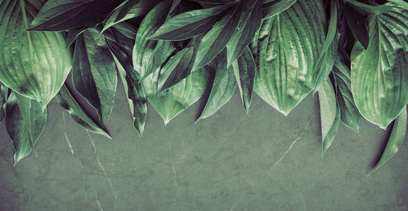黑暗背景下的深绿色树叶的创意纹理, 自然背景纹理, 自然, 文本位置的概念