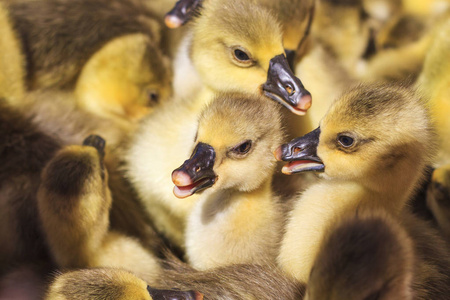 可爱的灰色小鹅在阳光灿烂的日子照片