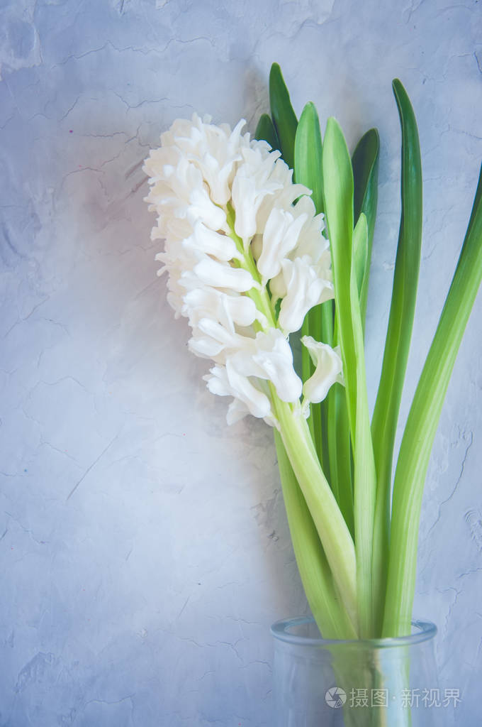 石头背景上的白色风信子花