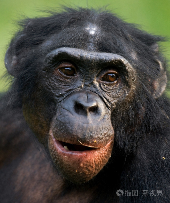 倭黑猩猩关闭了肖像照片-正版商用图片0ow9kp-摄图新视界