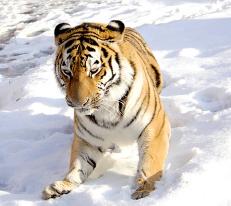 东北虎在雪上图片