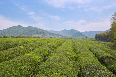 地方特色的茶叶种植园图片