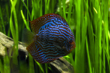 鸽子血铁饼蓝色的铁饼 (七彩神仙鱼), 繁殖皮江法炼血照片