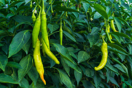 在树上的甜椒, 种植在一起作为一个辣椒花园, 有许多充分的绿色效果