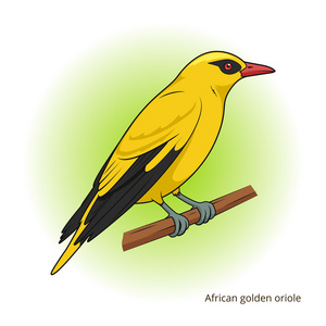 非洲金黄鹂鸟教育游戏矢量