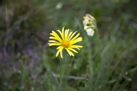 春天的风景, 小花在一个绿色的空地上的草, 野生的性质, 植物