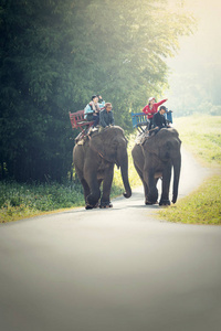 旅游骑在大象上泅渡