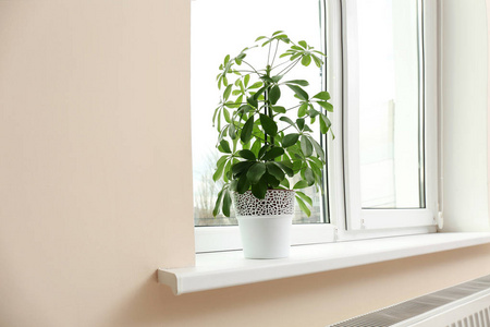 新窗台与植物