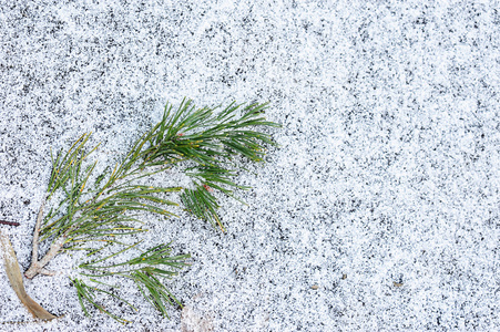 根松枝，在雪上