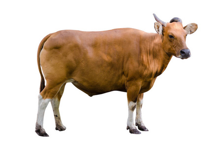 banteng 分离牛侧 Bibos 班廷