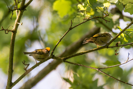 双的树枝上 goldcrests 轩辕十四雷古勒斯