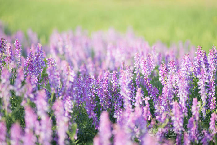 柔和的焦点在紫的领域颜色。花在田野上特写