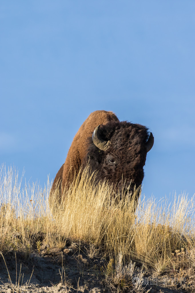 美洲野牛在草原上