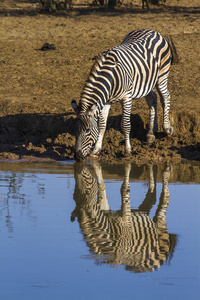 平原斑马在南非克鲁格国家公园图片