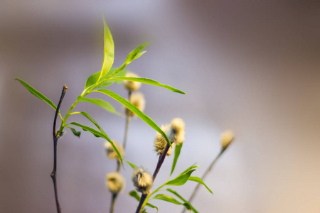 杨柳枝特写照片